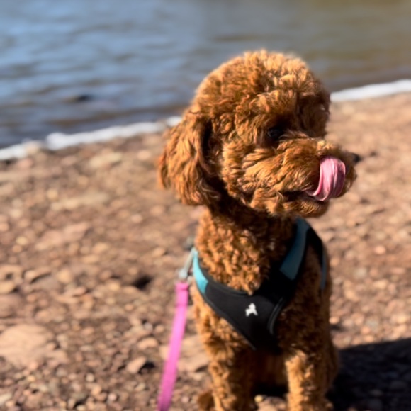 Meet your Posher, Gary - Picture 3 of 5